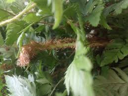 Attēlu rezultāti vaicājumam “Chara polyacantha”