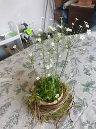 Attēlu rezultāti vaicājumam “Androsace septentrionalis”