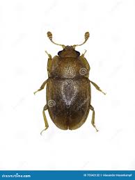 Attēlu rezultāti vaicājumam “Epuraea sp.”