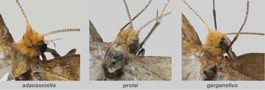 Attēlu rezultāti vaicājumam “Nematopogon sp.”