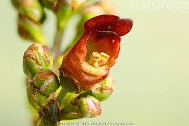 Attēlu rezultāti vaicājumam “Scrophularia nodosa flower”
