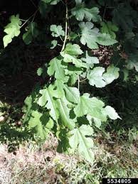 Attēlu rezultāti vaicājumam “Morus alba leaf”