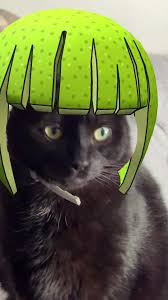 Image result for limecat