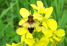 Attēlu rezultāti vaicājumam “Leucozona lucorum”