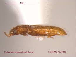 Attēlu rezultāti vaicājumam “Dienerella elongata”