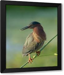 Image result for Butorides virescens