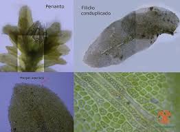 Attēlu rezultāti vaicājumam “Diplophyllum albicans”