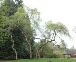 Attēlu rezultāti vaicājumam “Betula pendula Youngii”