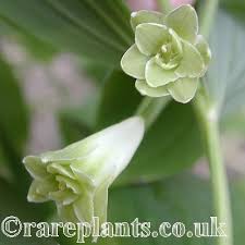 Attēlu rezultāti vaicājumam “Polygonatum odoratum bud”