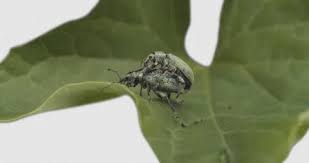 Attēlu rezultāti vaicājumam “Chrysolina sanguinolenta”