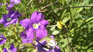 Image result for Legousia speculum-veneris