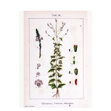 Image result for Verbena officinalis