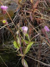 Attēlu rezultāti vaicājumam “Erigeron acris flower”