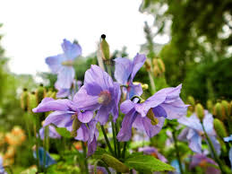 Image result for Meconopsis betonicifolia