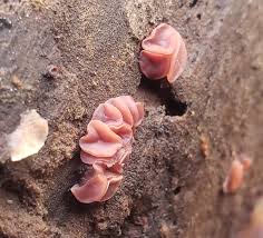 Attēlu rezultāti vaicājumam “Ascocoryne sarcoides”