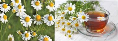 Image result for Matricaria recutita (chamomilla)