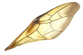 Attēlu rezultāti vaicājumam “Trichiosoma”