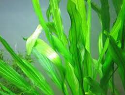 「扭蘭」的圖片搜尋結果