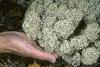 Attēlu rezultāti vaicājumam “Cladonia stellaris”