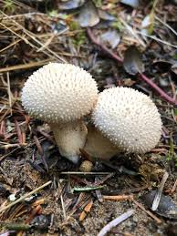 Attēlu rezultāti vaicājumam “Lycoperdon perlatum”