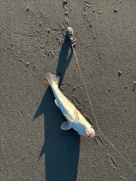 Image result for Menticirrhus americanus