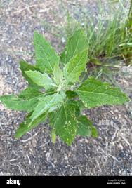 Attēlu rezultāti vaicājumam “Chenopodium album”