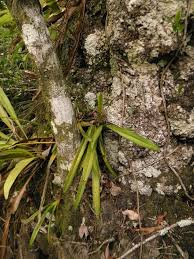 Attēlu rezultāti vaicājumam “Heterotrichia oerstedii (syn. Arcyria oerstedii) sessile”