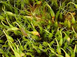 Attēlu rezultāti vaicājumam “Grimmia pulvinata sporophyte”