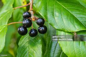 Attēlu rezultāti vaicājumam “Frangula alnus fruit”