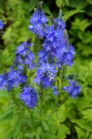 Image result for Veronica teucrium