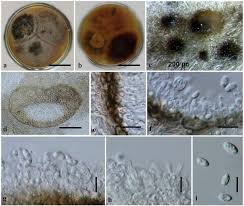 Attēlu rezultāti vaicājumam “Diderma subviridifuscum var. macrospora* macro”