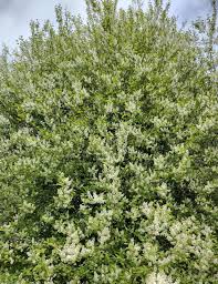 Attēlu rezultāti vaicājumam “Padus avium flower”