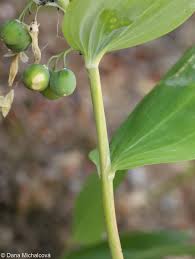 Attēlu rezultāti vaicājumam “Polygonatum multiflorum  leaf”