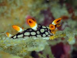 ผลการค้นหารูปภาพสำหรับ Bornella Anguilla
