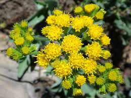 Attēlu rezultāti vaicājumam “Solidago canadensis flower”