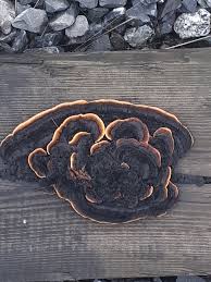 Attēlu rezultāti vaicājumam “Gloeophyllum abietinum”