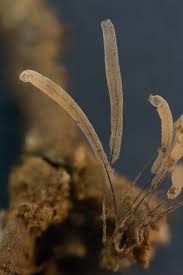 Attēlu rezultāti vaicājumam “Stemonitis axifera”