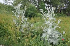 Image result for Onopordum acanthium