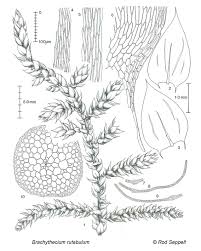 Attēlu rezultāti vaicājumam “Brachythecium rutabulum”