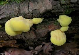 Attēlu rezultāti vaicājumam “Laetiporus sulphureus”