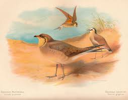 Image result for Glareola pratincola