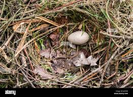 Attēlu rezultāti vaicājumam “Fulica atra eggs”