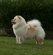 Znalezione obrazy dla zapytania chow