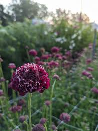 Image result for Scabiosa canescens