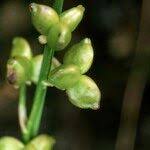 Attēlu rezultāti vaicājumam “Scheuchzeria palustris fruit”