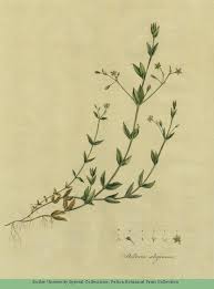 Attēlu rezultāti vaicājumam “Stellaria uliginosa”