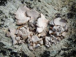 Attēlu rezultāti vaicājumam “Dermatocarpon miniatum”