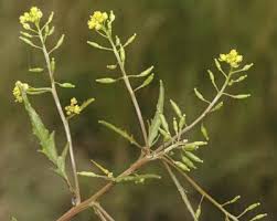 Attēlu rezultāti vaicājumam “Rorippa palustris leaf”