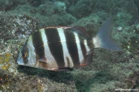 Image result for Diplodus cervinus