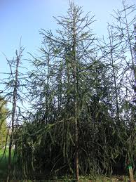 Attēlu rezultāti vaicājumam “Picea abies fo. virgata”